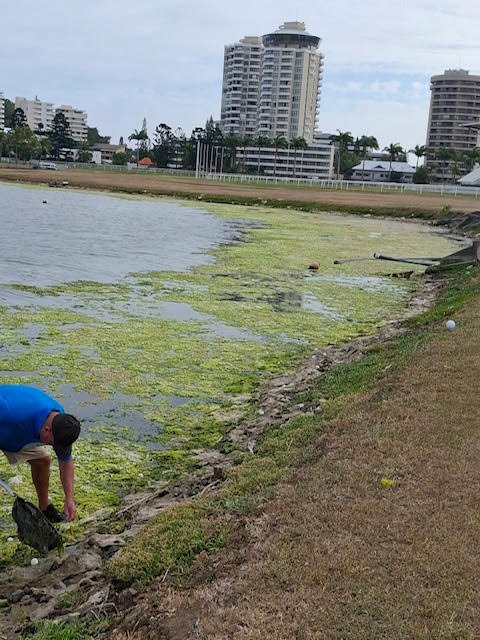 Un intervenant au bord du lac de l'hippodrome de Nouméa récupère à l'épuisette des algues vertes en décomposition qui recouvrent la berge, immeubles de l'Anse Vata en arrière-plan.