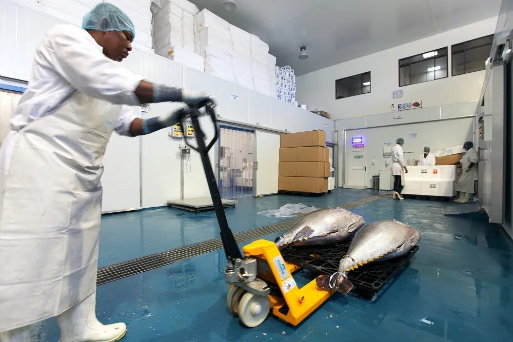 Dans un atelier de traitement du poisson, un ouvrier en blouse blanche et charlotte déplace à l'aide d'un transpalette deux grands thons posés sur une palette, sol carrelé bleu.