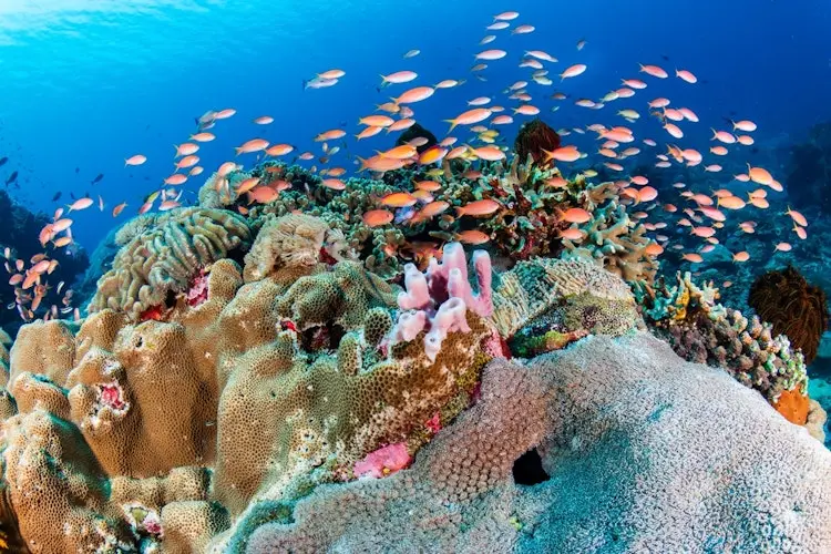 Récif corallien coloré et banc de poissons dans le lagon calédonien