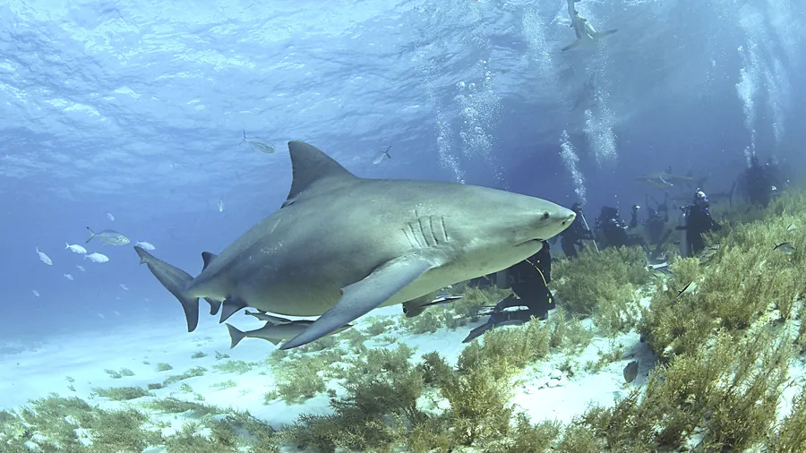 Requin évoluant au-dessus d'un fond marin, accompagné de plongeurs